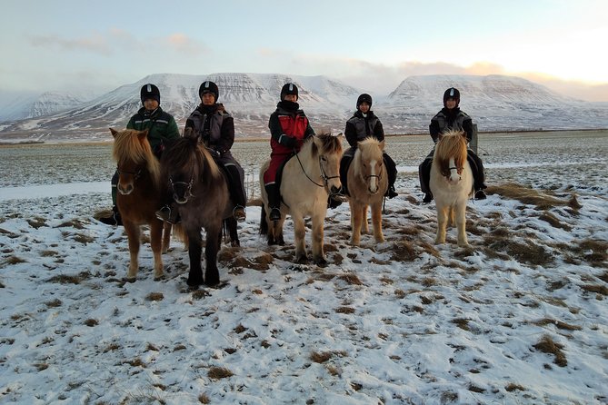 The Viking Horse Riding Experience in North Iceland - Riding Levels, Safety, and Horse Temperament You Can Feel