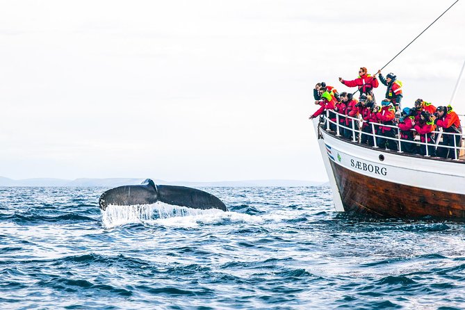 Traditional Oak Ship Whale Watching Tour From Husavik - How the Tour Timeline Feels: The 3-Hour Flow That Works