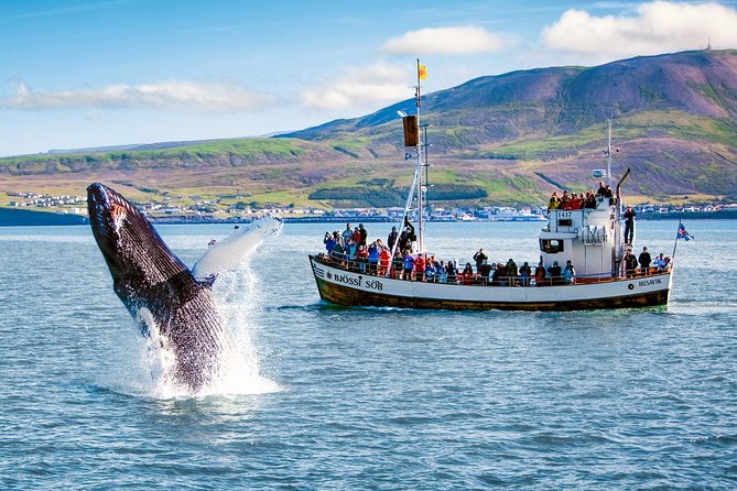 Traditional Oak Ship Whale Watching Tour From Husavik - Stop-by-Stop: What Happens at North Sailing and Why It Matters