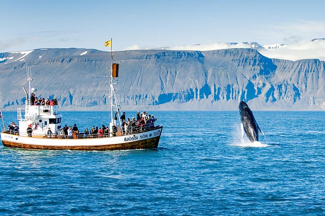 Traditional Oak Ship Whale Watching Tour From Husavik - Guides, Commentary, and Whale ID Help That Actually Helps