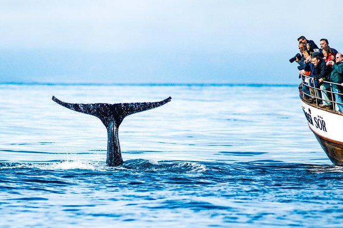Traditional Oak Ship Whale Watching Tour From Husavik - Price and Value: Is $118.56 Worth It?