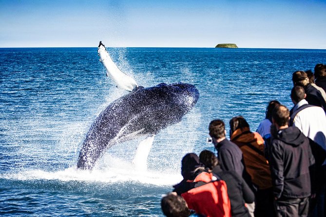 Traditional Oak Ship Whale Watching Tour From Husavik - The Traditional Oak Ship Experience: What the Boat Really Changes