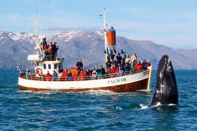 Traditional Whale Watching from Húsavík by Local Family Company - Skjálfandi Bay and the “why this works” part