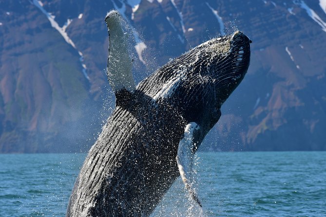 Traditional Whale Watching from Húsavík by Local Family Company - Comfort, motion, and wildlife expectations on an oak boat