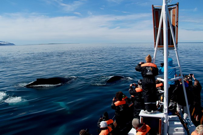 Traditional Whale Watching from Húsavík by Local Family Company - Should you book Gentle Giants’ traditional whale watch in Húsavík?