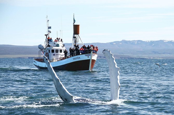 Traditional Whale Watching from Húsavík by Local Family Company - FAQ
