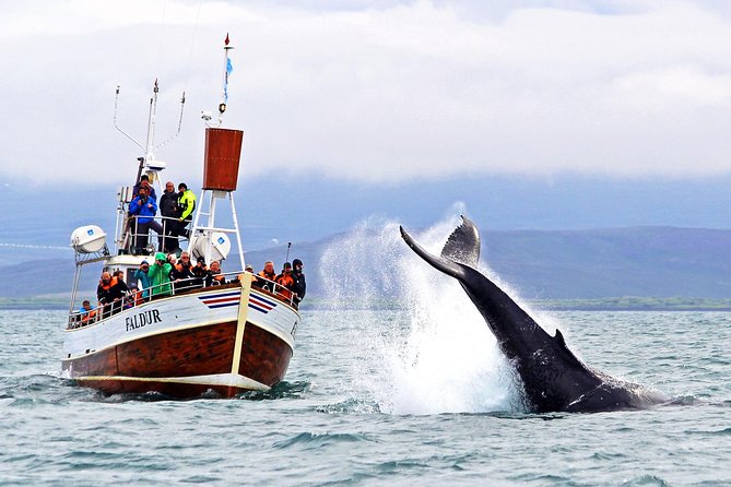 Traditional Whale Watching from Húsavík by Local Family Company - Before you go: where to meet, what timing feels like, and what to wear