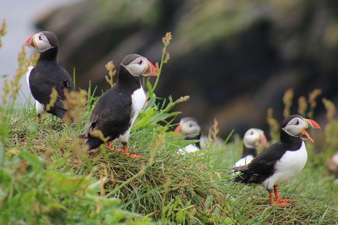 Two-In-One: Whale & Puffin Watching Tours from Reykjavik - Lundey puffins, Faxaflói whales: how this combo really works