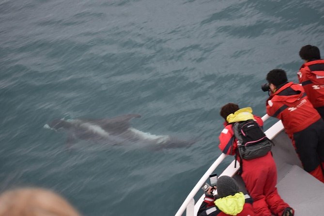 Two-In-One: Whale & Puffin Watching Tours from Reykjavik - What makes this tour a comfort win in Iceland