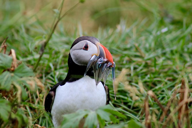 Two-In-One: Whale & Puffin Watching Tours from Reykjavik - Whale watching in Faxaflói Bay: the wider search and the guarantee