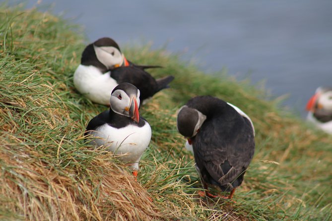 Two-In-One: Whale & Puffin Watching Tours from Reykjavik - Price and value: why $140 can make sense here