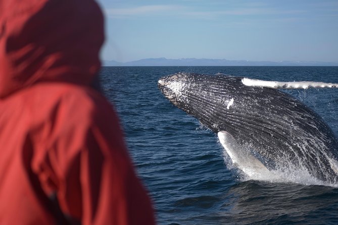 Two-In-One: Whale & Puffin Watching Tours from Reykjavik - Who should book this combo from Reykjavik