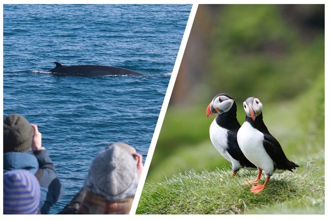 Two-In-One: Whale & Puffin Watching Tours from Reykjavik - The Old Harbour break: your built-in decompression time