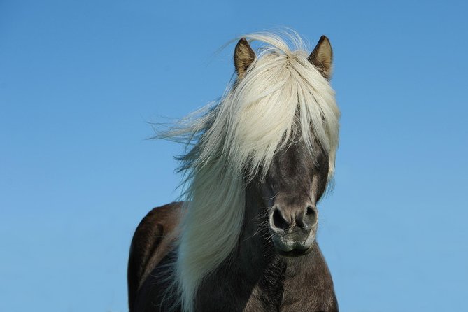 Viking Horse Riding and Golden Circle Tour from Reykjavik - Geysir Geothermal Area and Strokkur: Hot Earth in Action