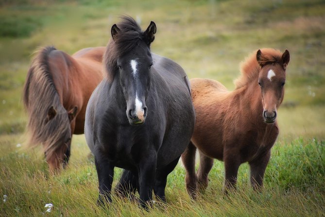 Viking Horse Riding and Golden Circle Tour from Reykjavik - Gullfoss Waterfall: The Most Camera-Friendly Power Stop