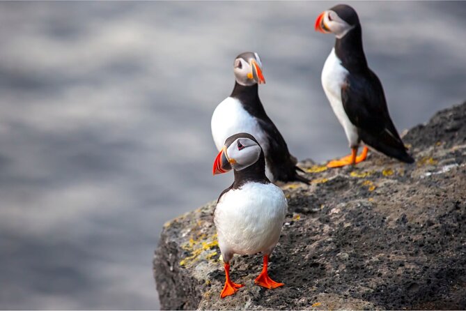 Westman Islands, Volcanoes and Puffins Small Group Tour - Eldheimar Museum: history that makes the island click