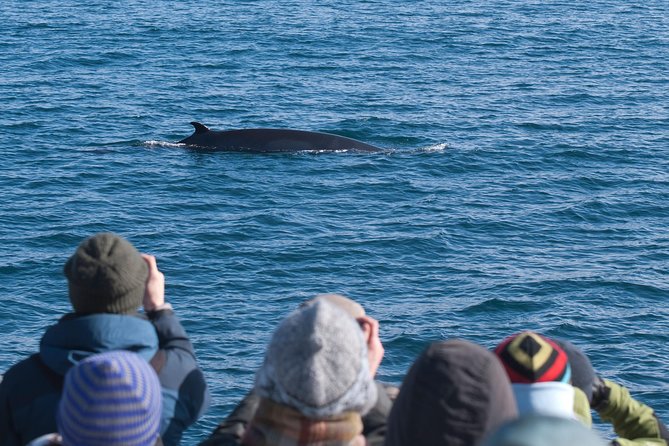 Whale Watching and Golden Circle Tour from Reykjavik - Faxaflói Bay whale watching from Reykjavik Old Harbour