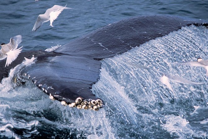 Whale Watching and Golden Circle Tour from Reykjavik - Gullfoss waterfall: the canyon views take your breath first