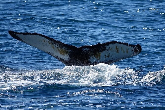 Whale Watching and Marine Life Tour in Reykjavik - How the crew operates when whales are nearby