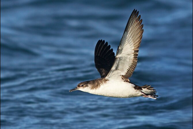 Whale Watching and Marine Life Tour in Reykjavik - Price, group size, and timing in Reykjavik value terms
