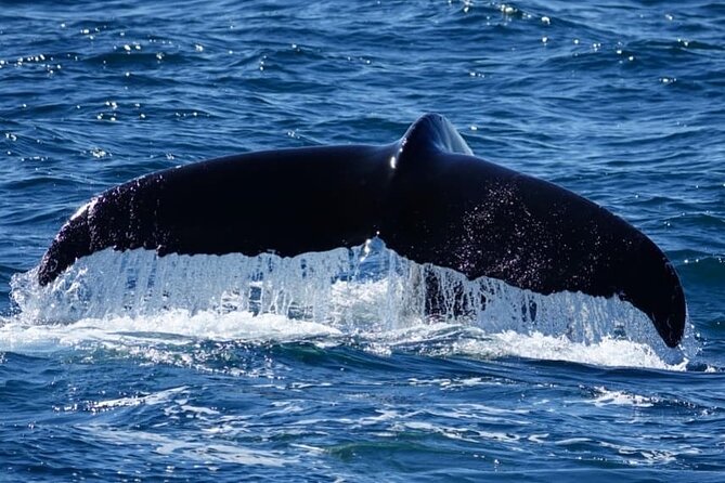 Whale Watching and Marine Life Tour in Reykjavik - On the water: Wi-Fi photo uploads and staying warm