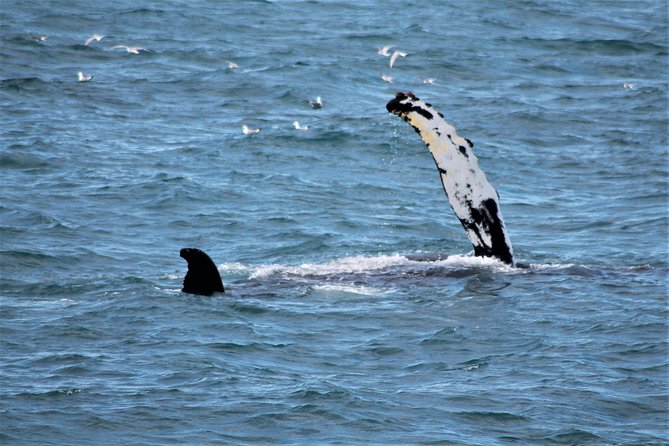 Whale Watching and Northern Lights Half-Day Combo Tour - What to know before you go