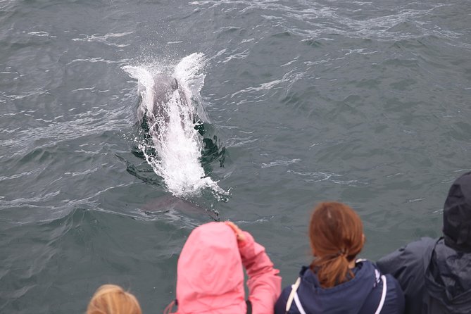 Whale Watching and Northern Lights Half-Day Combo Tour - Why this whale + northern lights combo makes sense in Reykjavik