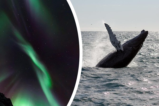 Whale Watching and Northern Lights Half-Day Combo Tour - The long break on land, and how to use it well