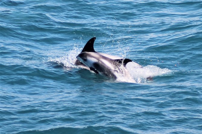 Whale Watching and Northern Lights Half-Day Combo Tour - Northern lights hunting, with warmth and clear guidance