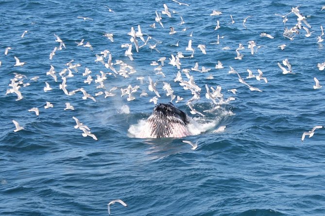 Whale Watching and Northern Lights Half-Day Combo Tour - Price and value: is $176 really fair?