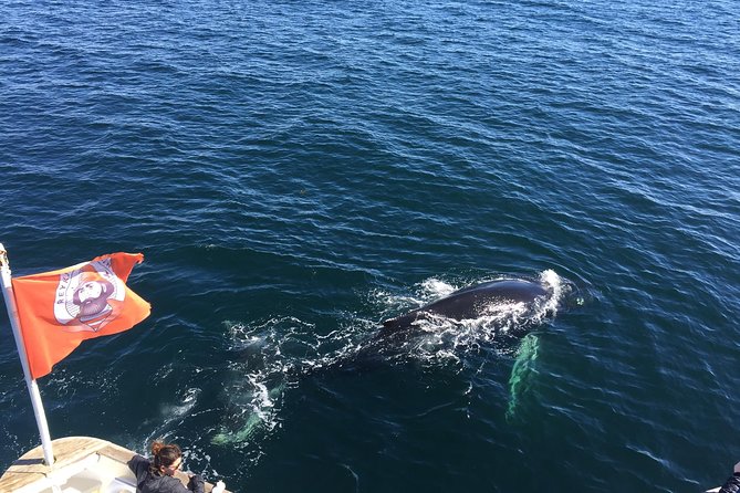 Whale Watching and Northern Lights Half-Day Combo Tour - Getting started at Geirsgata 11, and how to not waste time