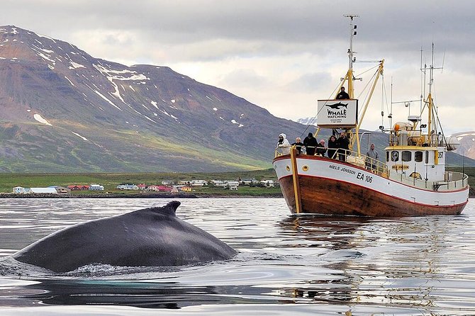 Whale Watching and Sea Angling Tour - Key highlights you’ll care about