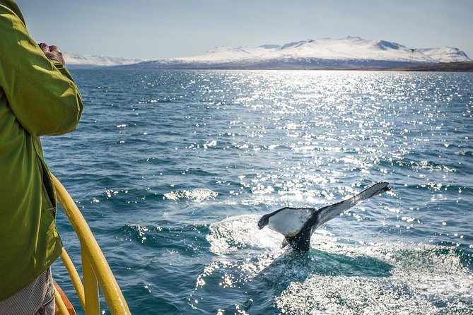 Whale Watching and Sea Angling Tour - Getting to Hafnargata 2: the one logistics detail you cannot ignore