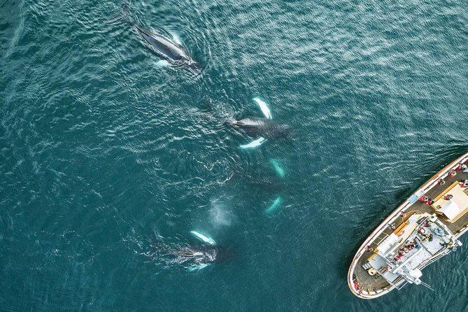 Whale Watching and Sea Angling Tour - What you might see in Eyjafjörður: humpbacks, minke, blue whales, and more