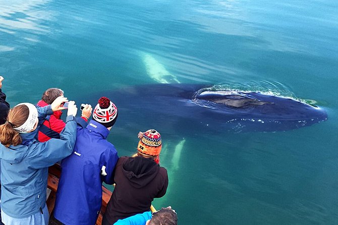 Whale Watching and Sea Angling Tour - Timing and duration: a 3.5-hour plan with a lot packed in