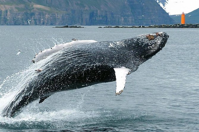 Whale Watching and Sea Angling Tour - Who this tour fits best in your Iceland plan