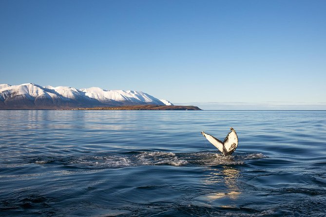 Whale Watching and Sea Angling Tour - On the boat: how warmth and comfort help you actually enjoy the spotting