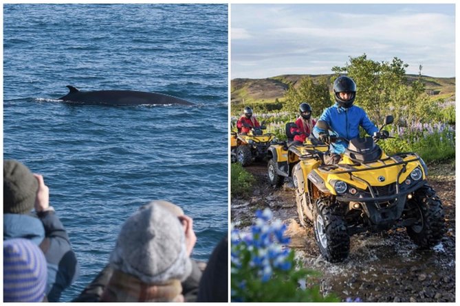 Whale Watching & ATV Adventure from Reykjavik - A Full-Day Combo: Quads Over Rugged Hills and Elding Whales From Old Harbour