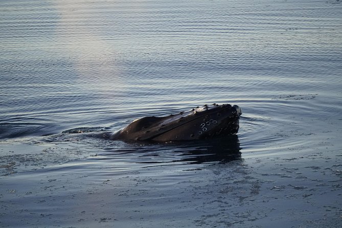 Whale-Watching Boat Tour with Expert Guide from Reykjavik - What wildlife you might see in Faxaflói Bay