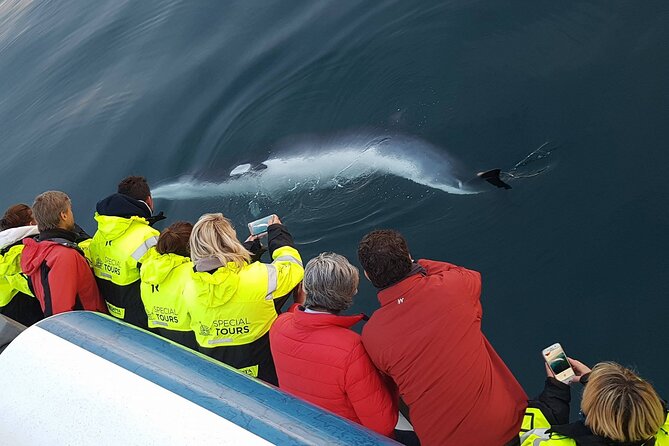 Whale-Watching Boat Tour with Expert Guide from Reykjavik - WiFi, photos, and staying present instead of frantic