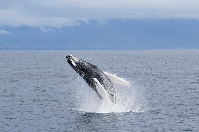 Whale-Watching Boat Tour with Expert Guide from Reykjavik - Choosing between the 2.5-hour express and 3.5-hour cruise