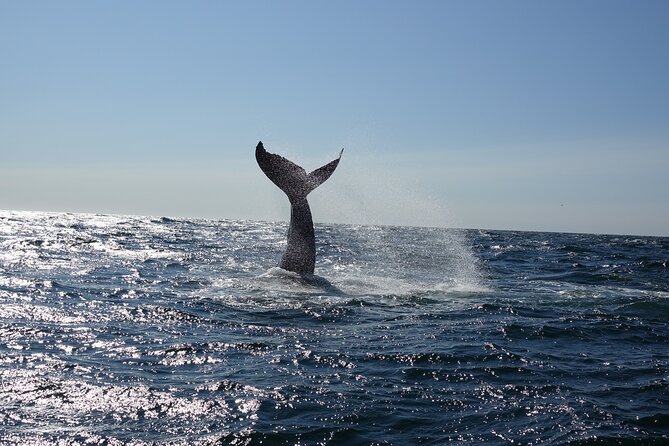 Whale Watching Cruise on a Yacht in Reykjavik - Price and value: what $102 gets you in the real world