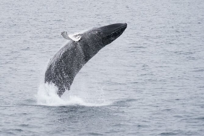 Whale Watching Cruise on a Yacht in Reykjavik - Harpa from the sea: a Reykjavik landmark break while you scan the water