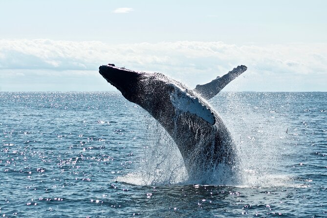 Whale Watching Cruise on a Yacht in Reykjavik - What you might actually see: humpback behavior and the timing factor