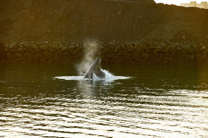 Whale Watching Cruise on a Yacht in Reykjavik - How the crew helps you see whales, not just chase them