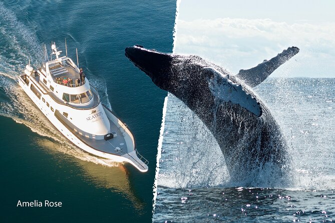 Whale Watching Cruise on a Yacht in Reykjavik - Who should book this Reykjavik yacht whale watching cruise?