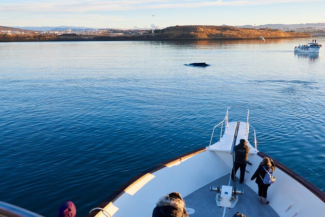 Whale Watching Cruise on a Yacht in Reykjavik - The 3-hour route: Faxaflói Bay, Engey, Lundey, and Viðey