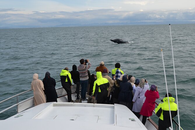 Whale Watching & Dolphin Yacht Cruise - Why Faxafloi Bay Whale Watching Feels Different Than the Typical Tour