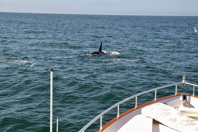 Whale Watching & Dolphin Yacht Cruise - The Onboard Guide Factor: What You Learn While You Watch