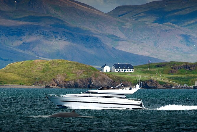 Whale Watching & Dolphin Yacht Cruise - What Wildlife You’re Likely to See in Faxafloi Bay